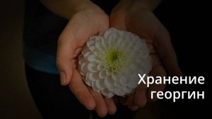 Как легко сохранить клубни георгинов
