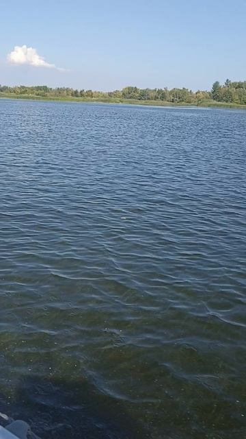 р.Волга 30.08.2024г кайман N 330, ветерок 9.9👍 смотреть онлайн