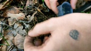 В поисках пауков. Ловим паука Atypus muralis