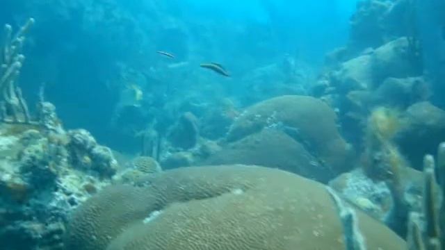 Diving in Cuba Cayo Largo Dante Yenque Diver and Musician смотреть онлайн