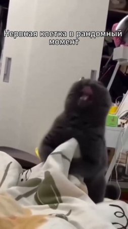 Карточка видео