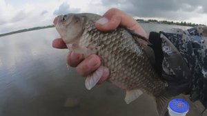 Бешенный клев карася на поплавочную удочку на кукурузу