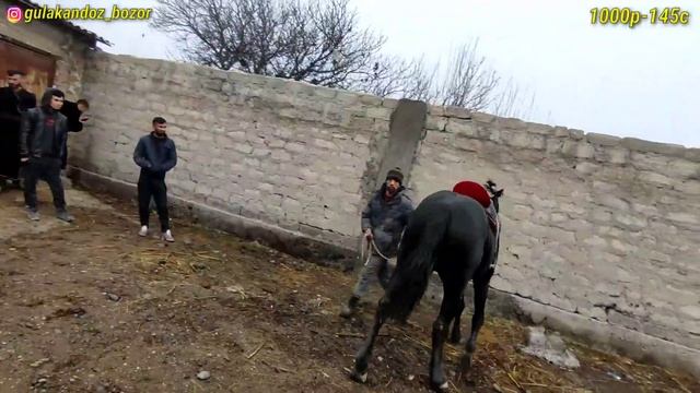 Аспбозор (Отбозор) Спитамен Нов.