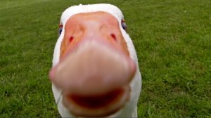 Гусик требует реакции