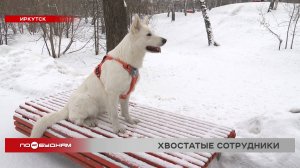 Приходить на работу с питомцами - новый тренд в Иркутской области