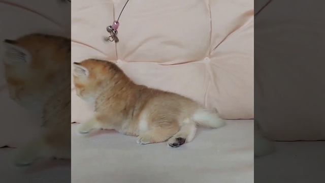 Британский короткошерстный котенок золотая шиншилла Jigglypuff. Окрас: черный золотой тикированный.