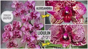 Орхидеи-бабочки: Aleksandra 8 (Голландия) и Lioulin Wild Cat (Азия) в домашнем цветении | Обзор 🌸