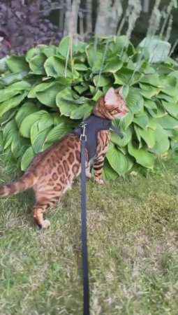 Золотая бенгальская кошка 🐯❤️
