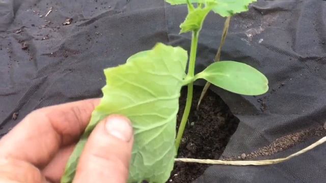 Высадка огурца. Адьюванты смотреть онлайн