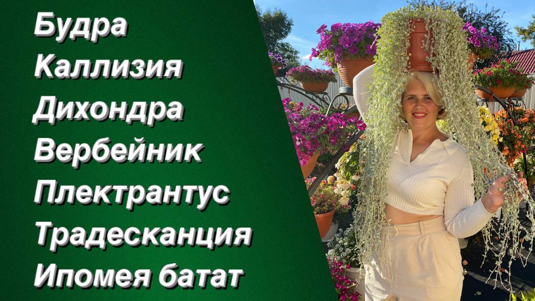 Растения для кашпо с ЭФФЕКТНОЙ КРАСИВОЙ ЛИСТВОЙ. Наш опыт выращивания смотреть онлайн