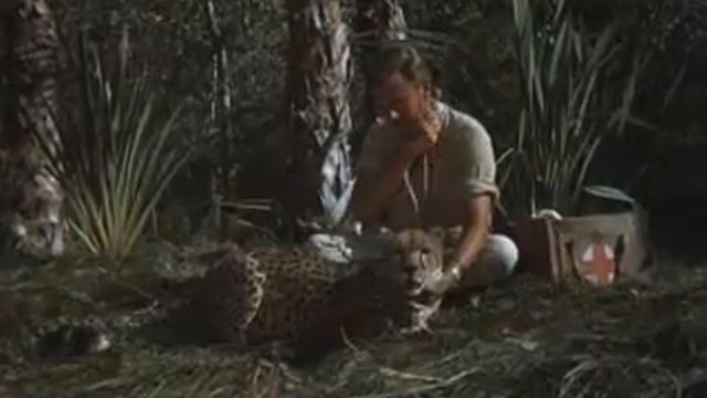 Daktari TV Show Opening Sequence from daktaritvshow.wordpress.com смотреть онлайн