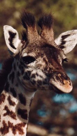 GIRAFFE baby #wildlife #serengeti #africa #giraffe