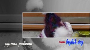 Шапка на собаку