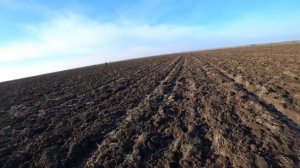 Коллективная охота на зайца. Раз, два, три... и домой с трофеями!!! Collective hunting for a hare