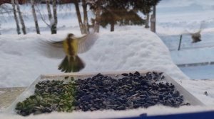 Самка снегиря