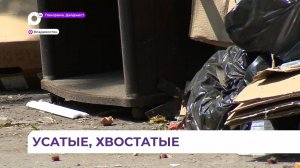 Жители Владивостока продолжают борьбу с полчищами крыс