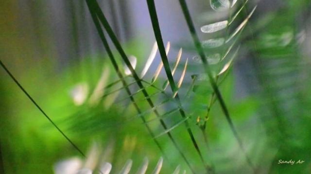 Sonata K213, D. Scarlatti смотреть онлайн