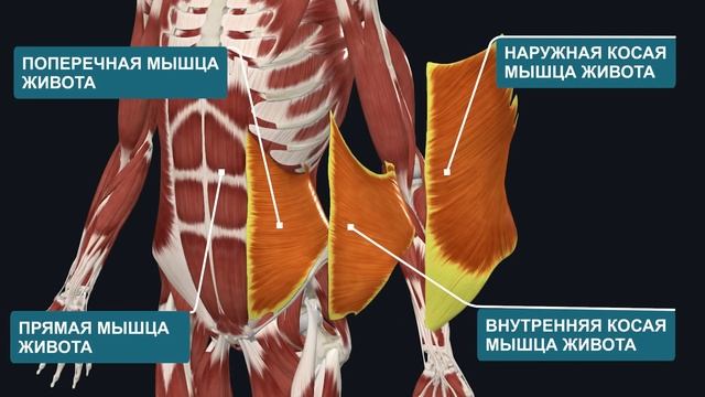 Как избавиться от запора и вздутия живота быстро и легко БЕЗ слабительных? Самомассаж от запора