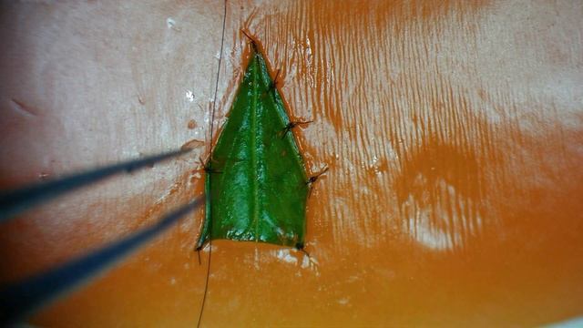 Петрушко-помидорная заплатка (parsley-tomato patch) смотреть онлайн