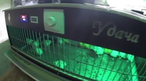 2 дня в огороде и это еще не всё