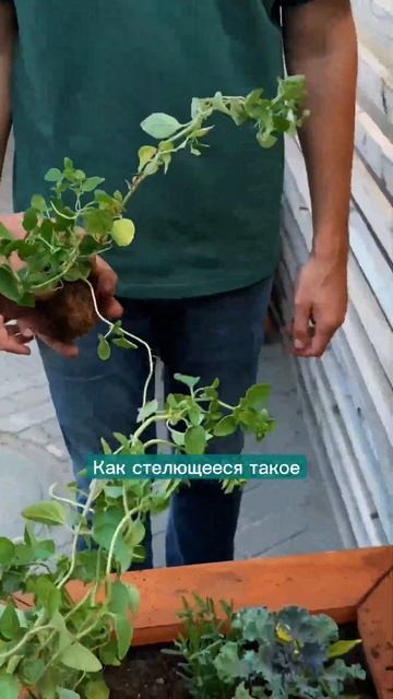Что посадить в кашпо вместо петунии. Сажаем лаванду и орегано  #кашпо #огород #сад #ампельнаяпетуни