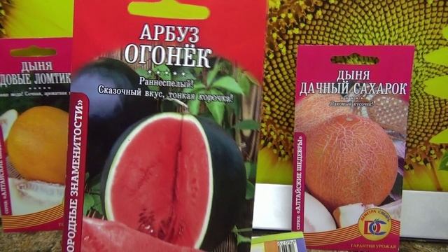 ПОСЕВЫ 2025 - 12. Какой сорт арбуза я выбрала для раннего урожая в теплице? Как выбираю?
