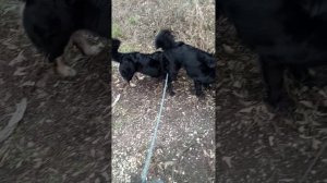 Почему собака должна следовать за человеком, а не бежать впереди? Видео от 22.11.2024 г.