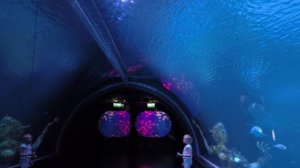 Aquaria Phuket Thailand / Самый большой аквариум в Тайланде / Достали жемчужину и залипли на медуз