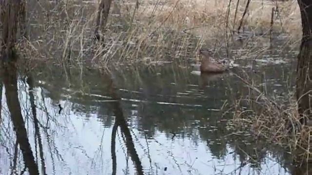подсадные утки смотреть онлайн