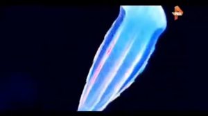 ЧТО там твориться!!! Тайна ПОДВОДНОЙ разумной жизни. Подводные пирамиды уже посылают сигна