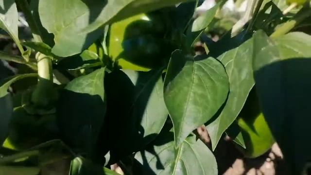 Эксперимент с королевским бутоном на перце Что получилось в итоге смотреть онлайн