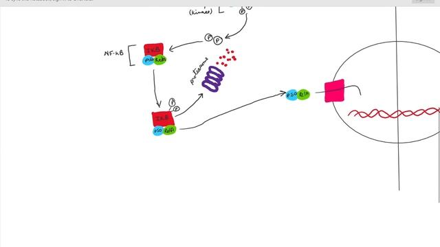 Activation of NF-kB смотреть онлайн