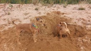 Ирландскик терьеры : " Клад , клад "