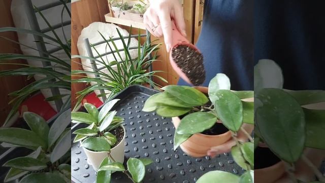 Мои красавицы ❤️хойи:"карноза триколор", " мультифлора вар.", "карноза".Пересадка в новый грунт🪴👌