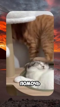 😂 ROMEO BARSKIY 🙀 БЕСПЛАТНЫЕ ПЕЧЕНЬКИ 😋 #romeobarskiy #mrromeobarskiy #romeo_barskiy #cat
