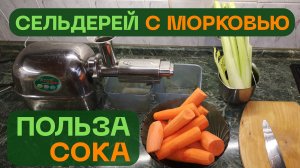 Сельдерей с морковью сок и его польза. Полезное обострение, которое важно знать каждому