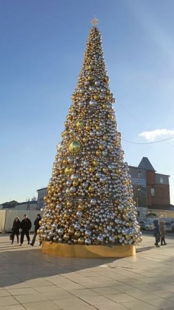 Шаровая ель в Старом городе - город Коломна...
