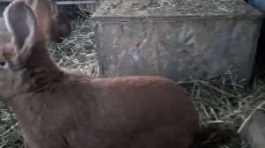 Кролики в сарае с козами и маленькие крольчата/ферма в лесу