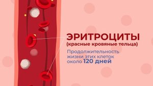 Невероятные факты о кровеносной системе человека, которые вас удивят!