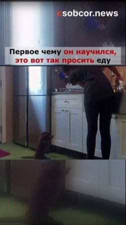 Бобрёнок просит еду