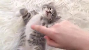 Милые котята, маленькие крохи