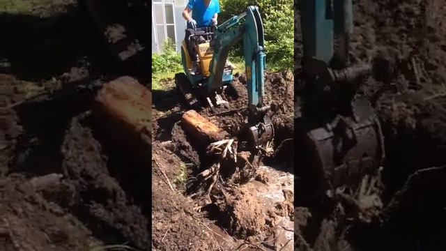 Корчевка соснового пня