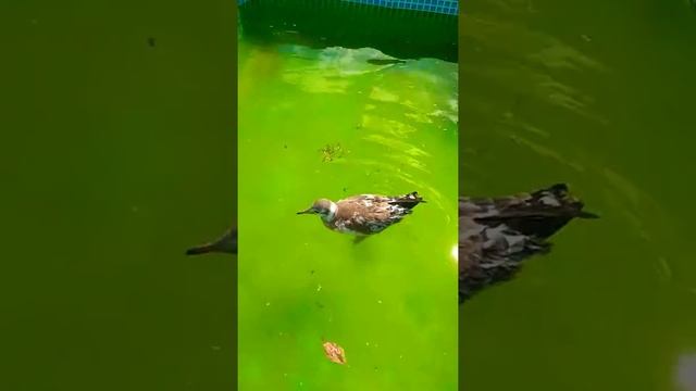 Чайка дома. Как выкормить и вырастить чайку 18. смотреть онлайн