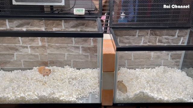 ハムスター水槽ケージ掃除【ハムスターキャリー待機】ゴールデンハムスター・プディングハムスター