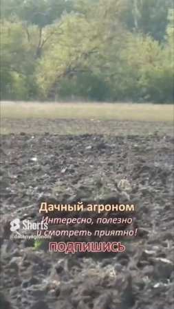 Не перекапывай огород ВООБЩЕ НИКОГДА Дачный агроном