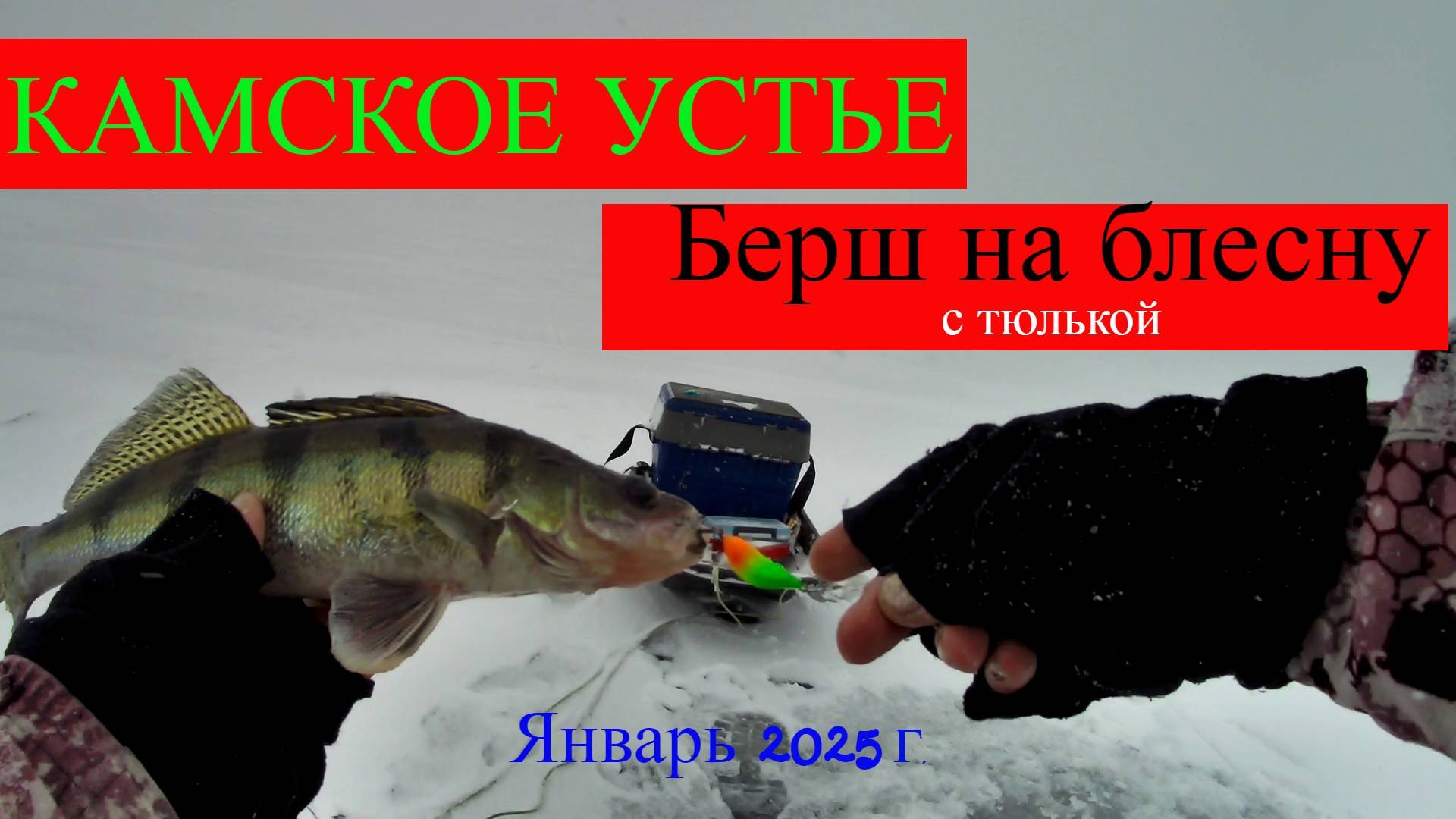 КАМСКОЕ УСТЬЕ БЕРШ на блесну с тюлькой, в январе 2025г.. Затон им.Куйбышева.