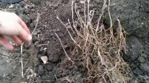 Корневая однолетних сеянцев Лирана (Тюльпанового дерева(Liriodendron tulipifera))