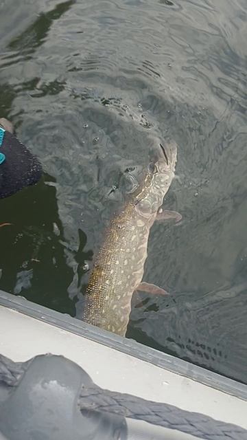 отпускаем домой смотреть онлайн