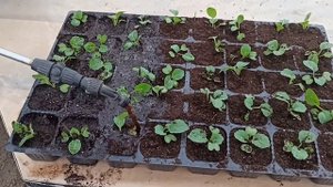 Пикировка капусты.mp4