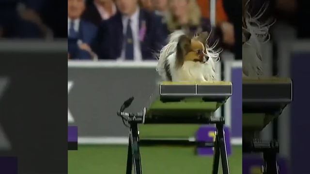 Выступление Папийона
